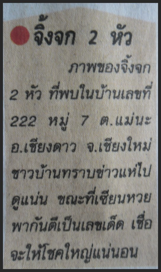 ภาพข่าว..เรื่องแปลก..หายาก  จิ้งจก 2 หัว  (เชื่อ...ให้ โชคลาภ)