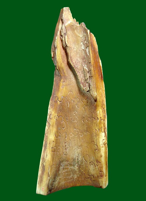 งากระเด็นแกะพญาเขาคำ ขนาด 7x3 Cm. งากระเด็นเป็นของที่มีคุณใน ตัวครับดังนั้นพุทธคุณคูณสองครับ