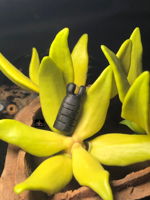 อิ่นล้านนา สุดยอดพลัง เมตตามหานิยม  