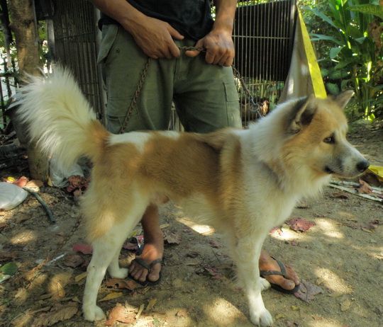 ขออนุญาติครับพอดีสุนัขที่บ้านเกิดลูกครับๆๆๆ